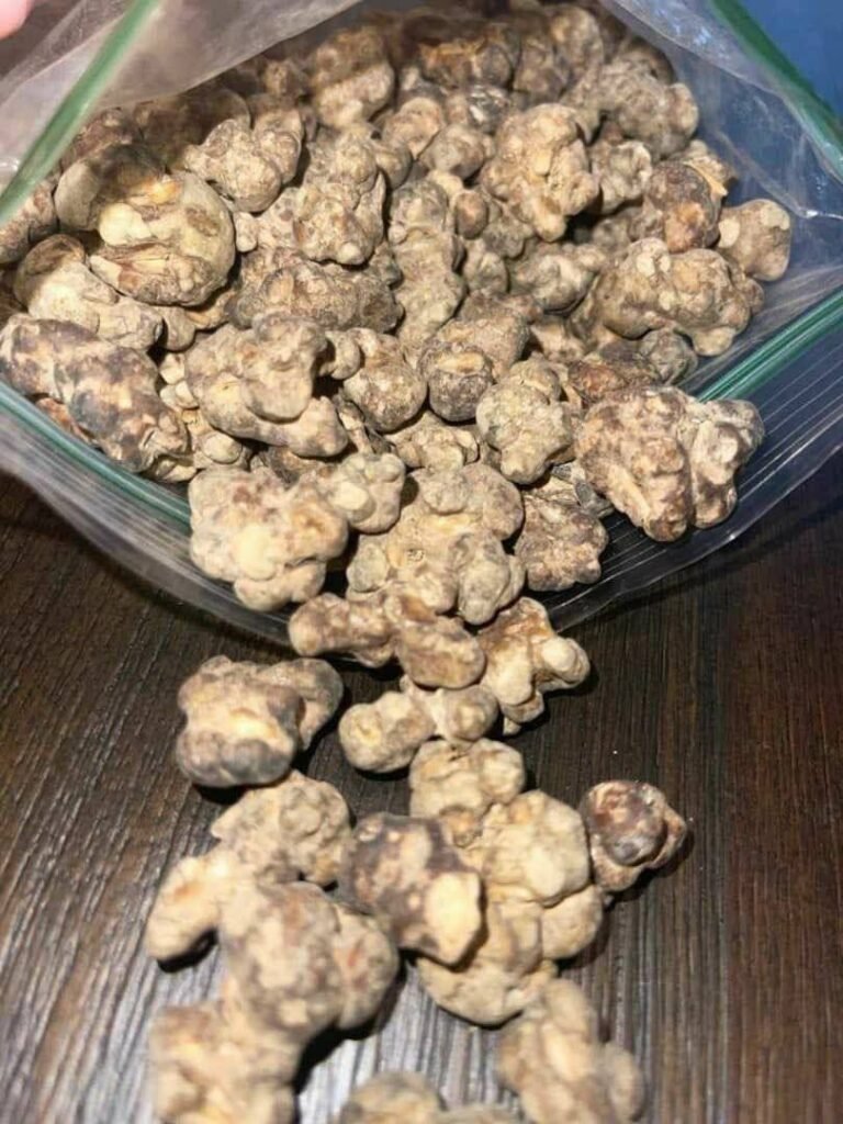 4bcc36b8-f4bf-4813-8c3f-2038cbbe2665-768x1024 Our Golden Teacher mushrooms are sourced and packaged to ensure maximum potency, purity, and freshness. Truffle Mushroom is golden teacher