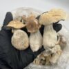 Golden Teachers mushrooms are unique among thousands of hallucinogenic strains because of their Golden Teacher Magic Mushroom