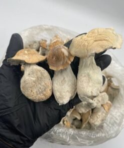 Golden Teachers mushrooms are unique among thousands of hallucinogenic strains because of their Golden Teacher Magic Mushroom