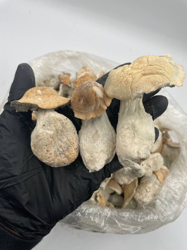 86bac659-758f-4d64-b9c2-d887bc2280db-768x1024 Golden Teachers mushrooms are unique among thousands of hallucinogenic strains because of their Golden Teacher Magic Mushroom